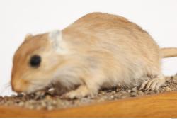 Whole Body Gerbil